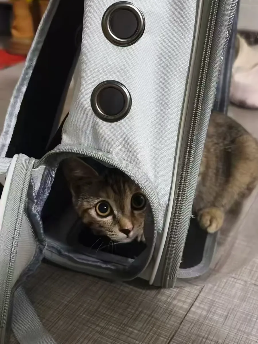 automatic-cat-litter-box-interior