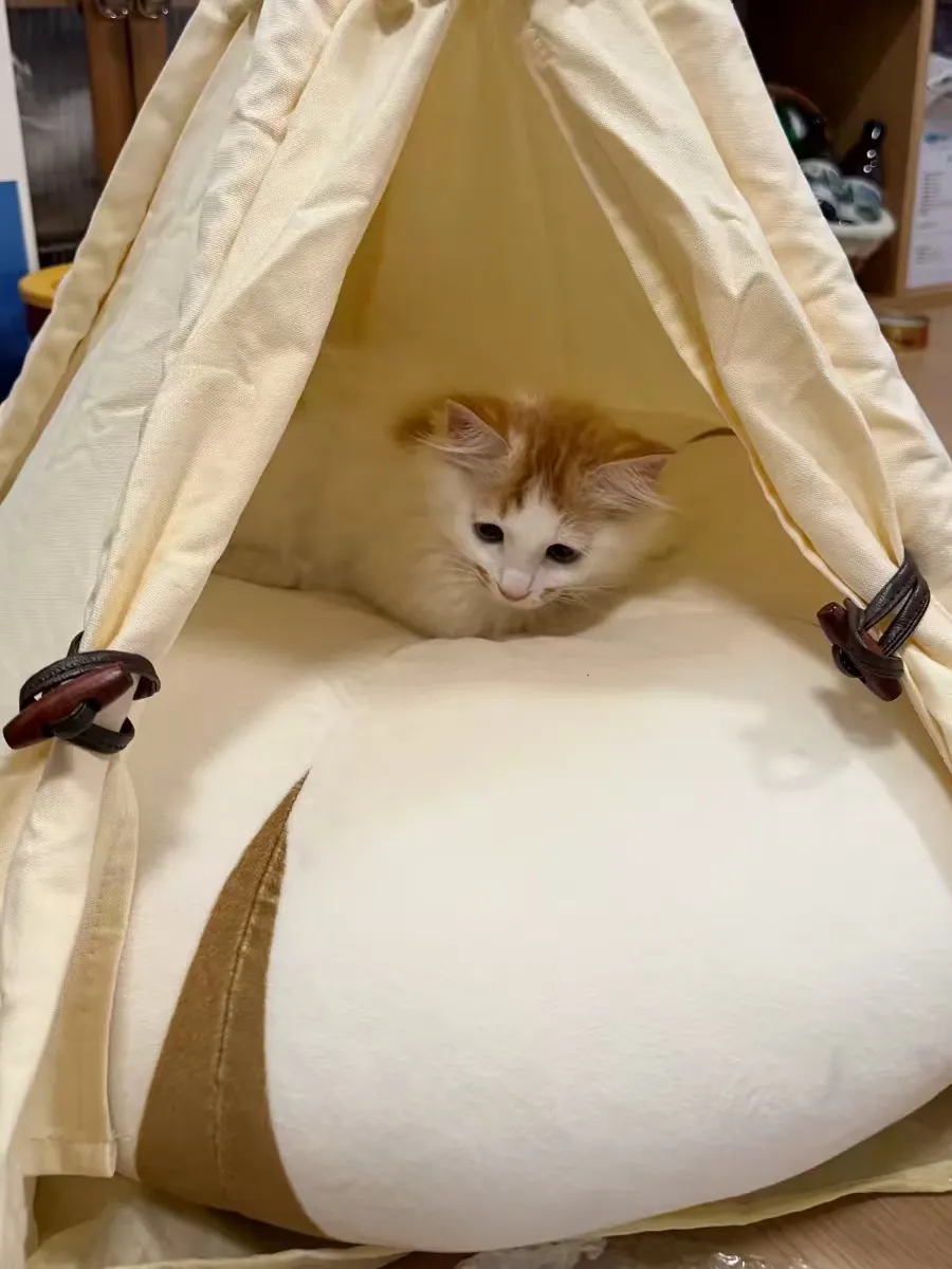 cozy-cat-tent-bed
